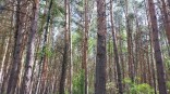 Омич наткнулся в лесу на редкий гриб, разрушающий деревья