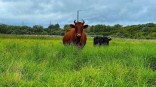 В побочных продуктах животноводства омских производителей находят недопустимые бактерии