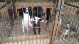 За подсчет бездомных собак в Омской области взялись ученые