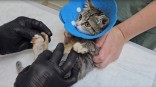 «Ее съедали заживо»: в Омске спасают кошку Майли, которую ошпарили кипятком и бросили умирать