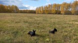 Потеплеет до +29 °С: на Омскую область передали невероятное бабье лето