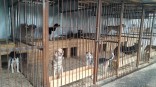 Мэрия Омска опровергла информацию о закрытии муниципального приюта для животных