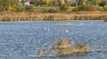 Омич показал наглядный пример внучке, спасая лебедя