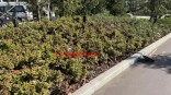 Саженцы в Омской крепости поштучно спасают сигнальной лентой