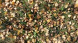 Омским дачникам рассказали, как правильно сжигать мусор