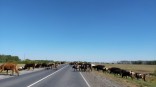 Крупному омскому скотоводческому хозяйству заблокировали счета