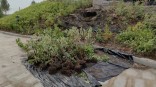 Омичам пригрозили ответственностью за вытоптанные клумбы у фонтана