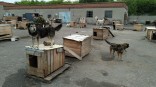 Омский общественник предложил создать региональный приют для бездомных животных
