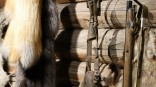 Нашествие медведей в России: какую меру предлагают в Госдуме