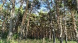 Медведь встал на пути жителя глухой омской деревни