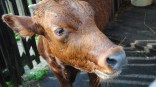 В Омской области при увеличении птицы сокращается поголовье скота