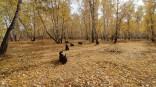 Стали известны сроки завершения бабьего лета в Омской области