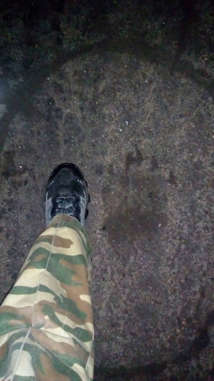 Двухметрового медведя, гуляющего по городу в Приморье, ловят патрули ДПС
