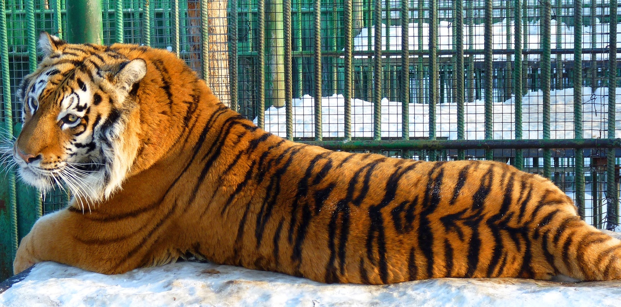 Тигр лень. Тигры в Омской области. Тигр из Большереченского зоопарка.