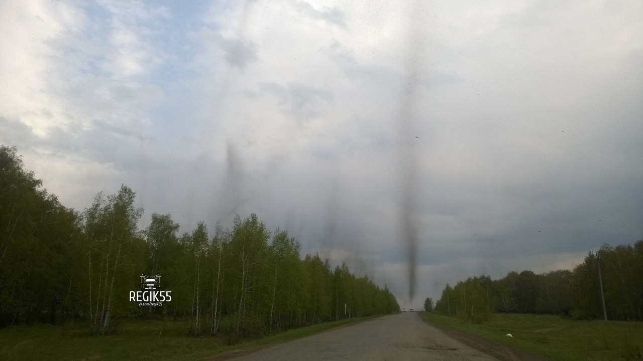 В Омской области засняли ошеломляющие тучи насекомых