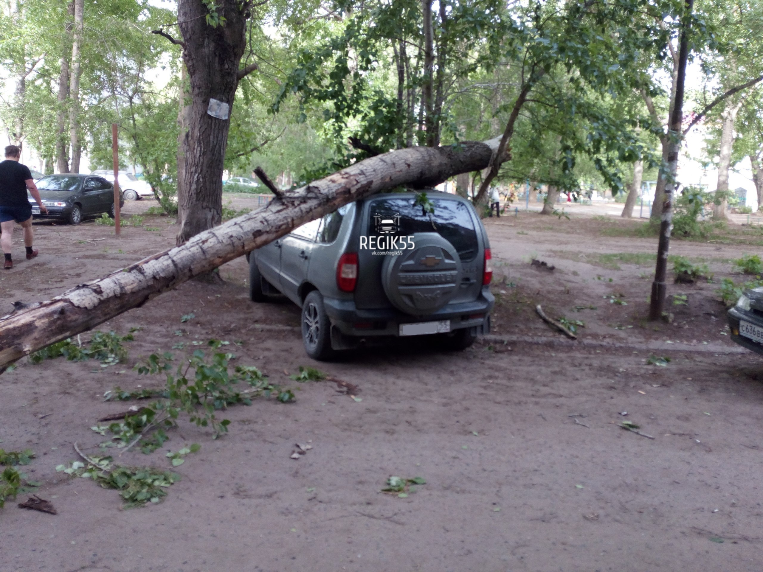 Буря в омске. Упало дерево на авто Омск. Буря в Омске сегодня. Дерево упало на Chevrolet Cobalt.