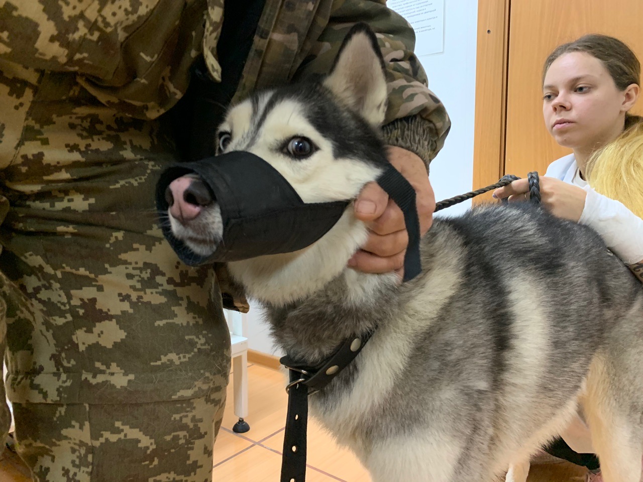 Красивый сибирский хаски Хенг обречен на пожизненное одиночество за  решеткой в Омске, но не по своей вине | 29.01.2021 | Омск - БезФормата