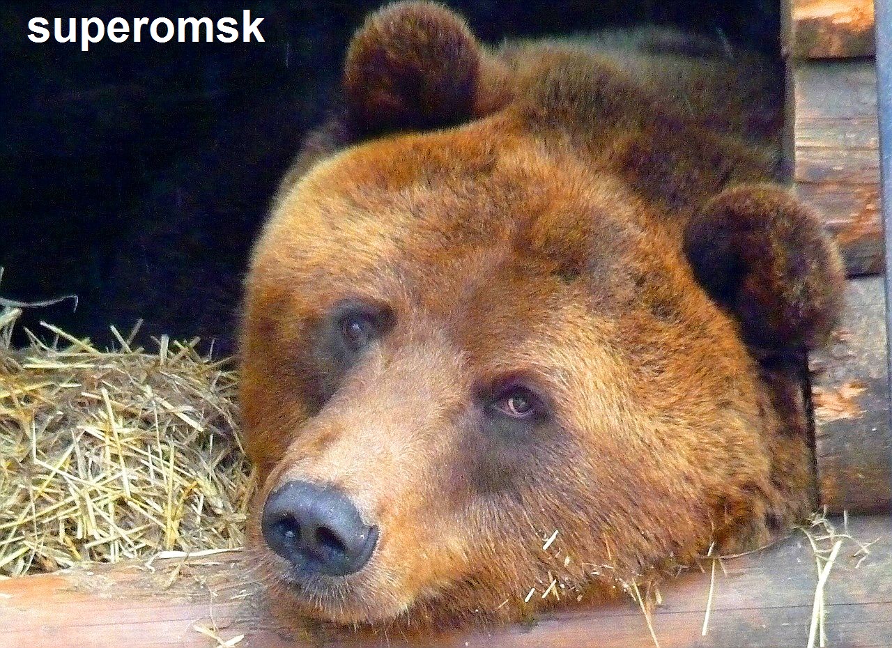 Медведь Медведь