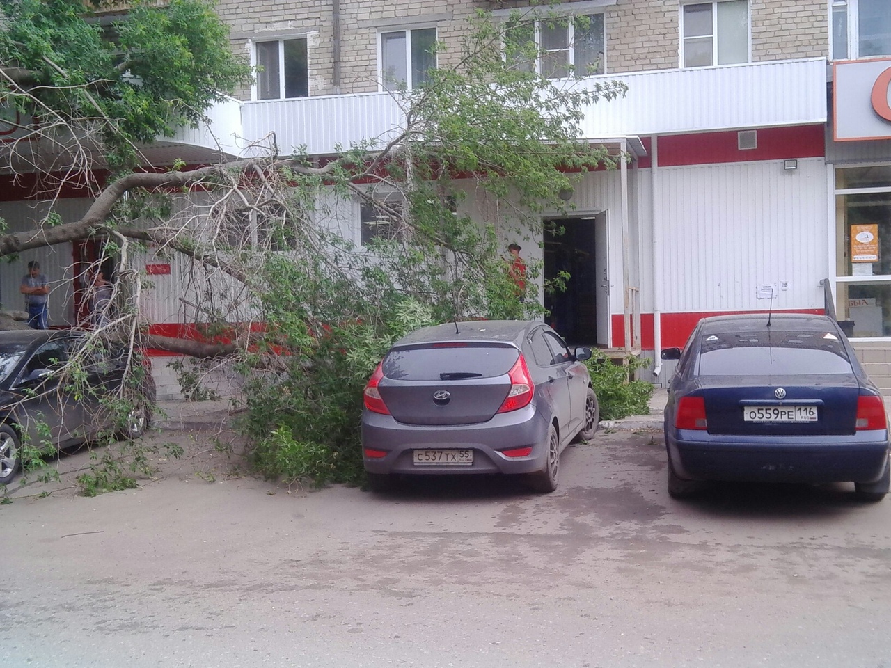 В Омске дерево раздавило две машины