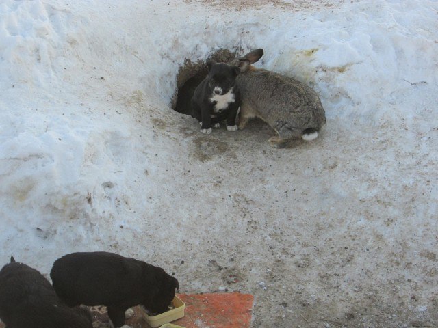 Крольчиха и щенки