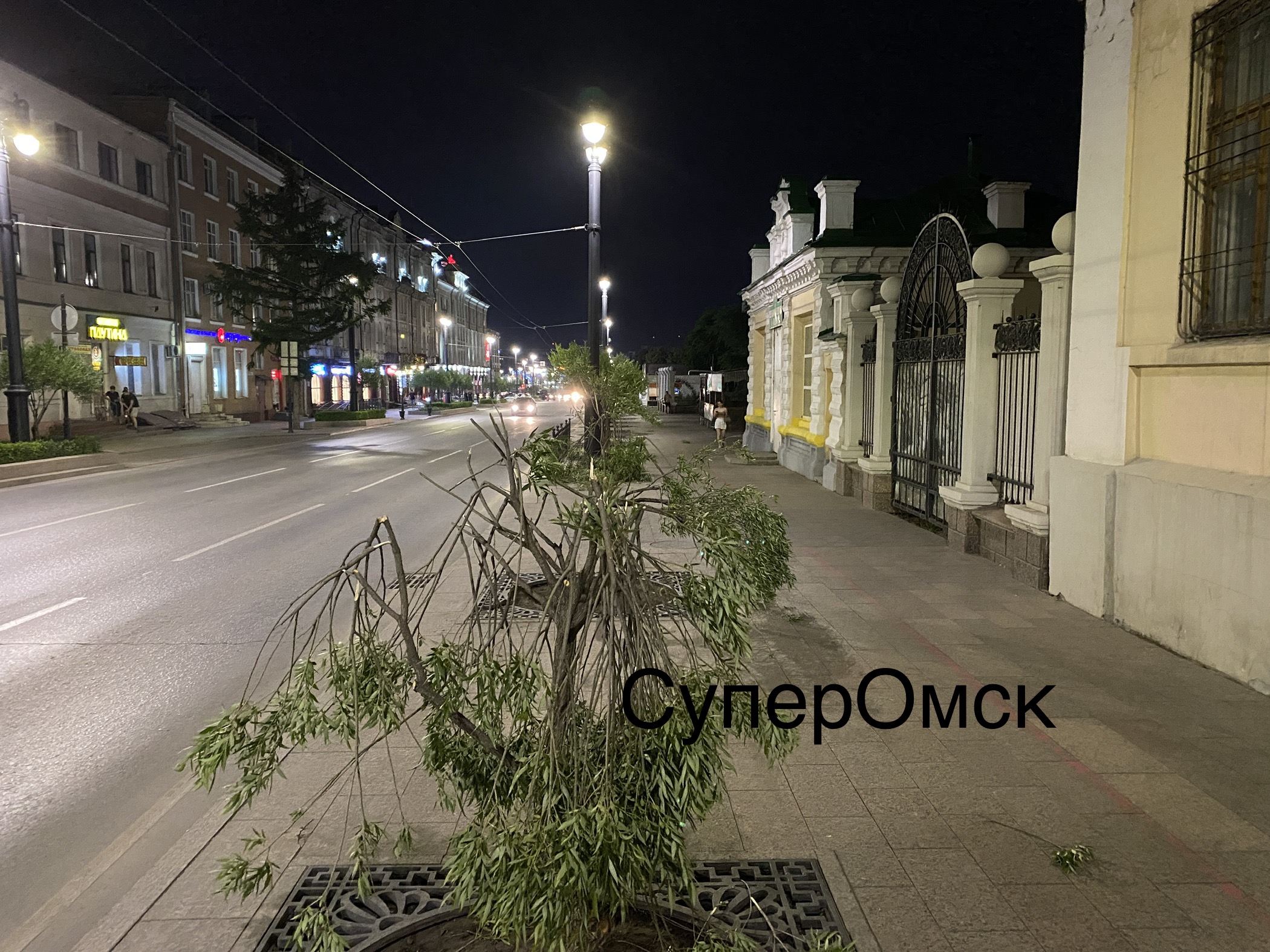 На улице Ленина в Омске вандал переломал шаровидные ивы | 01.07.2021 | Омск  - БезФормата