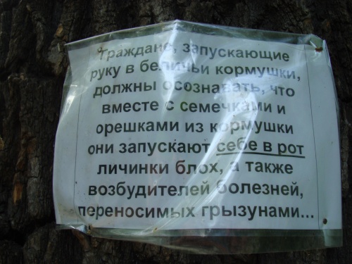 Кражу омичами корма у белок назвали опасным для здоровья занятием Кражу омичами корма у белок назвали опасным для здоровья занятием