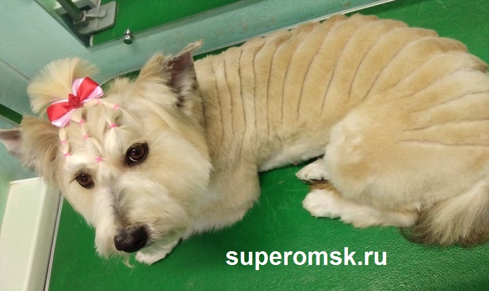 Собака Собака