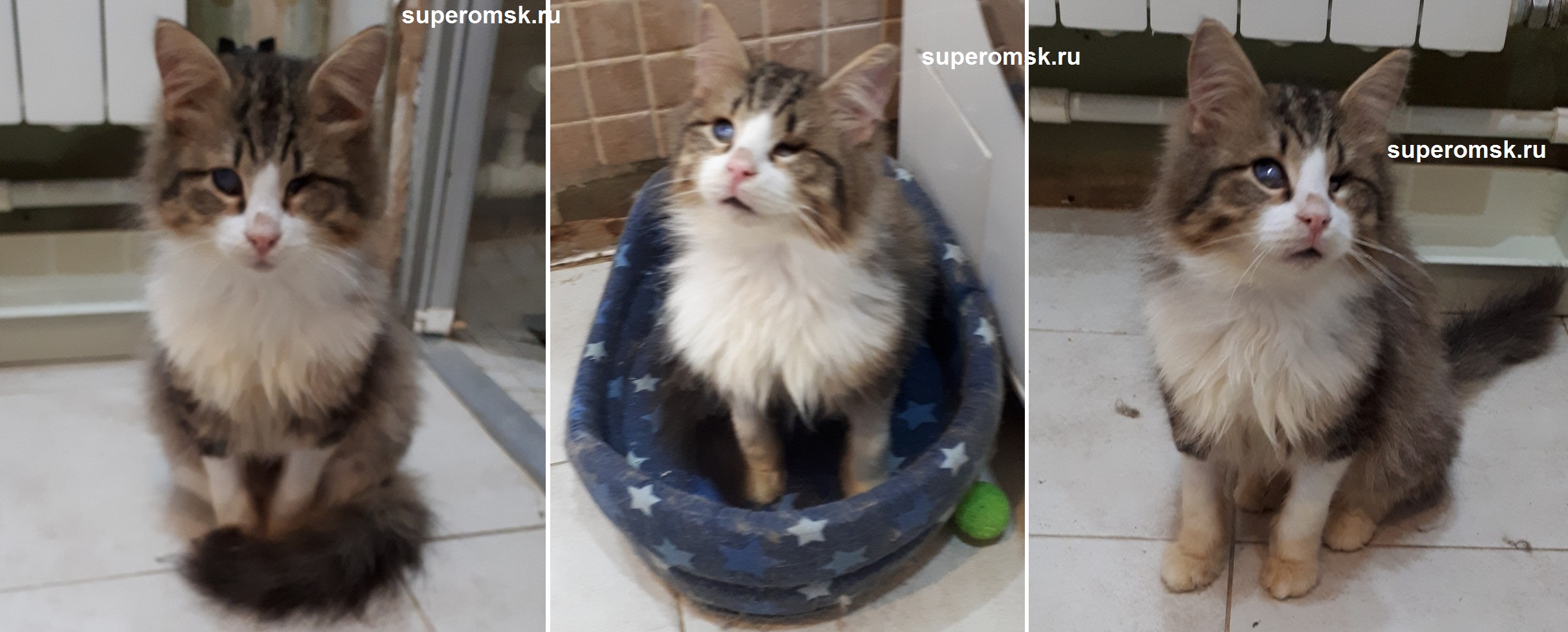 Котик