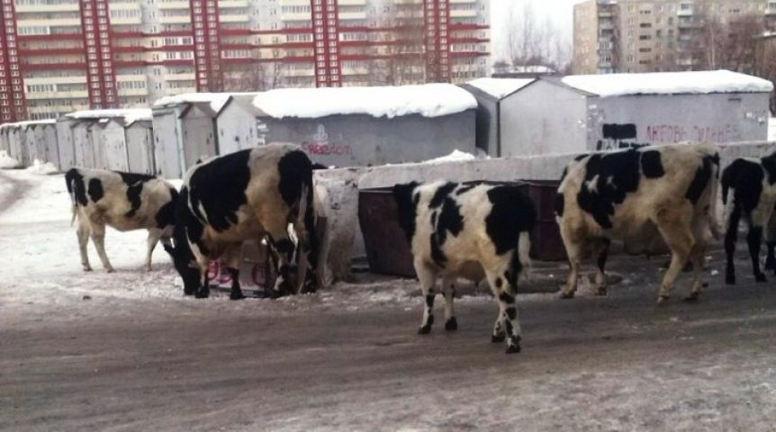 Купить корову в омске и омской области. Теленок в городе. Коровы Омская область. Корова в городе.