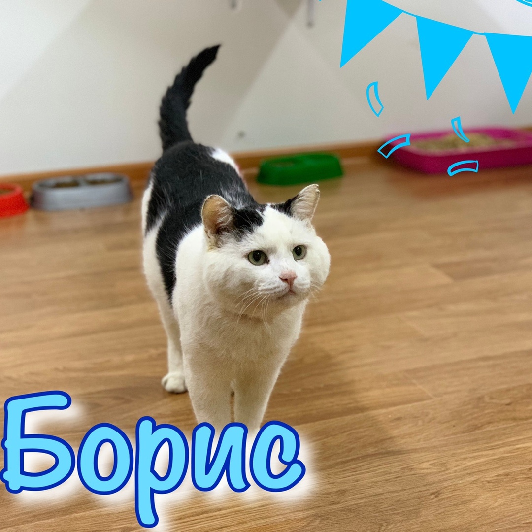 Котик