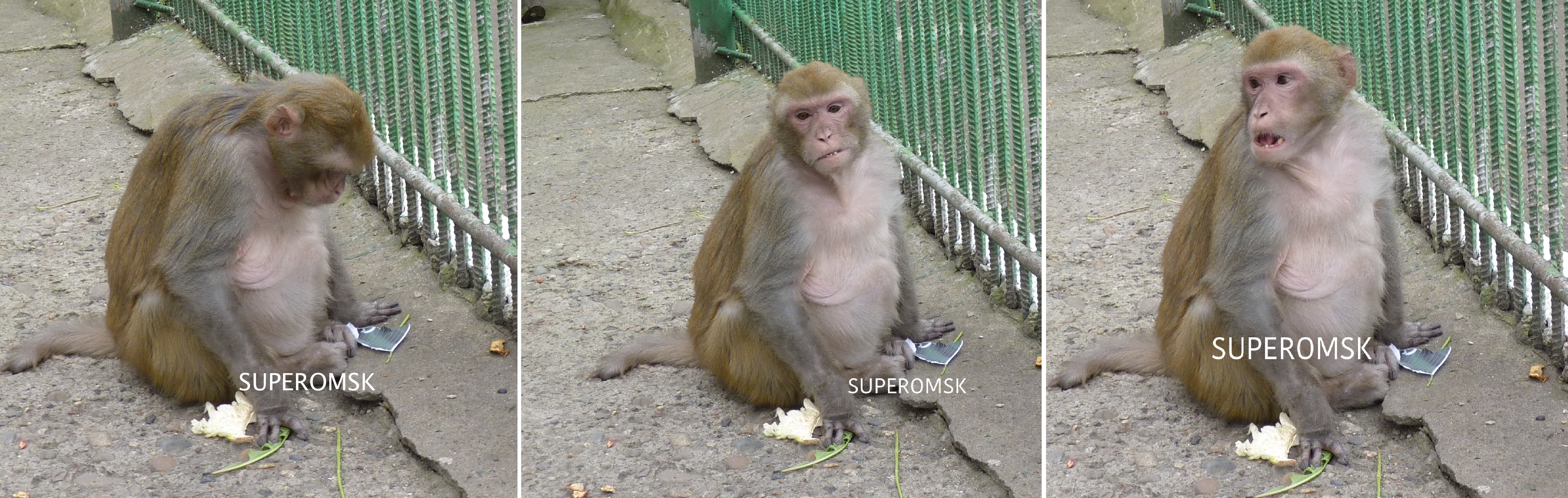 Оракул Микки