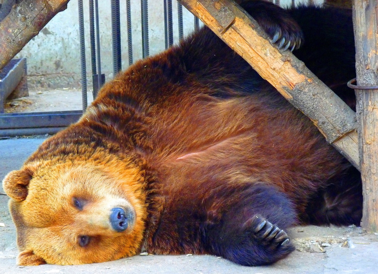 Омские медведи Фома и Маша настолько увлеклись любовными играми, что забыли  про еду и похудели — СуперОмск