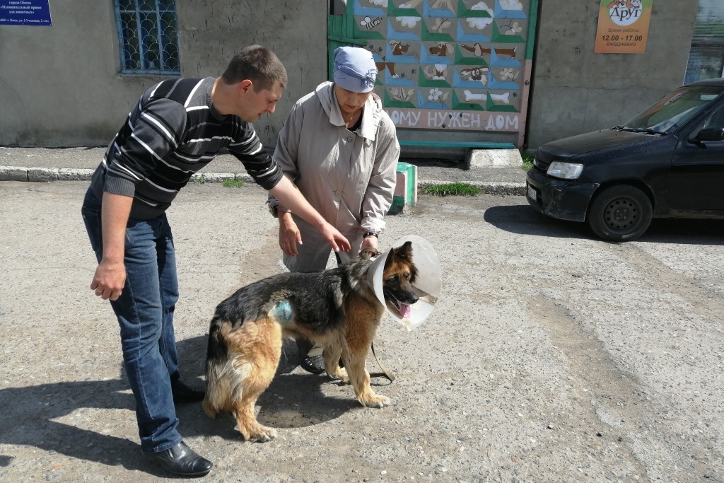 Выставка собак омск. Сити собаки Аси. Фото собаки Аси. Танцы с собаками Омск.