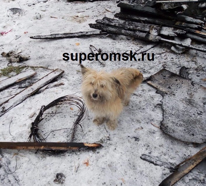 Собака Собака