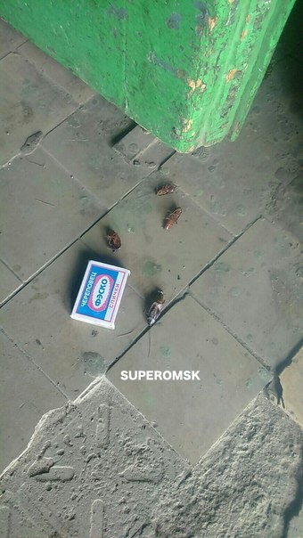 В Омске полчища турецких тараканов атаковали жильцов многоэтажки В Омске полчища турецких тараканов атаковали жильцов многоэтажки