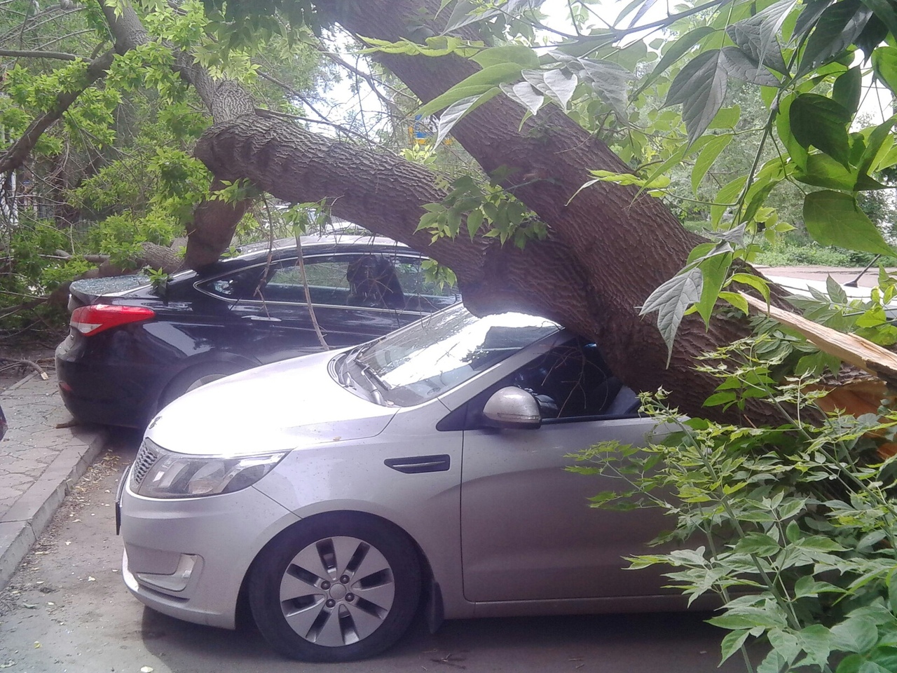 В Омске дерево повалило две машины