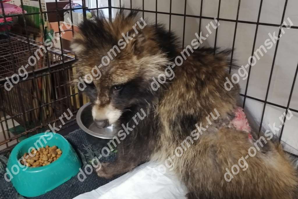 Щенок енотовидной собаки Ёся за зиму в Омске превратился из бирюка в балагура, но уж очень неприглядного Щенок енотовидной собаки Ёся за зиму в Омске превратился из бирюка в балагура, но уж очень неприглядного