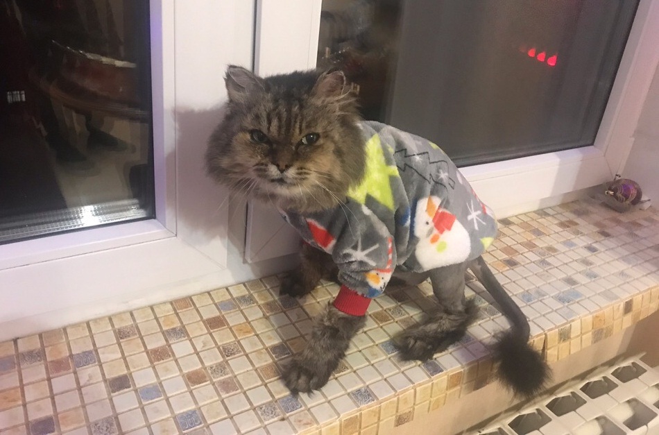 Котик
