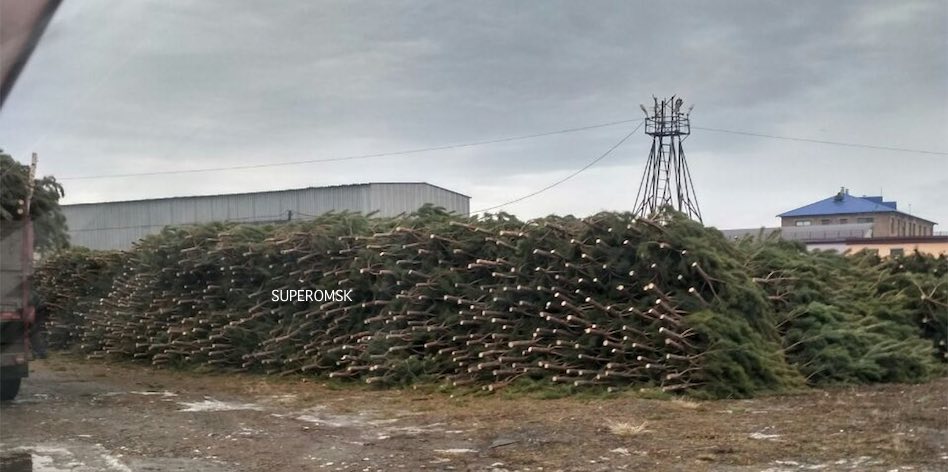 В Омск уже завезли тысячу новогодних елок В Омск уже завезли тысячу новогодних елок