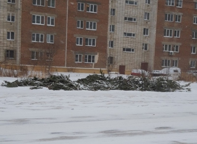 Омск завалило бесхозными елками Омск завалило бесхозными елками