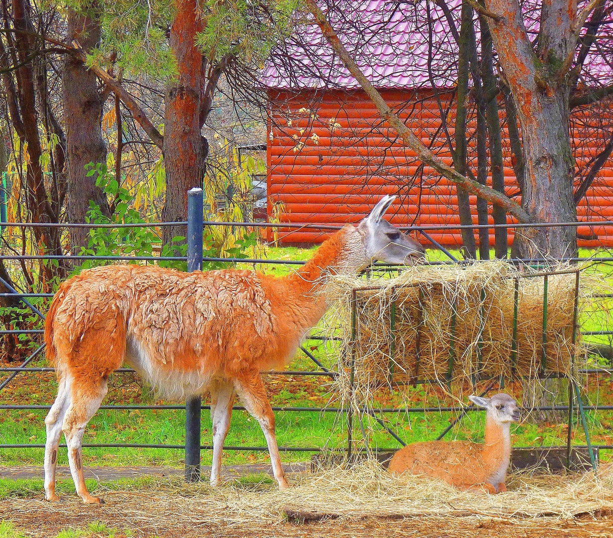 зоопарк лиса