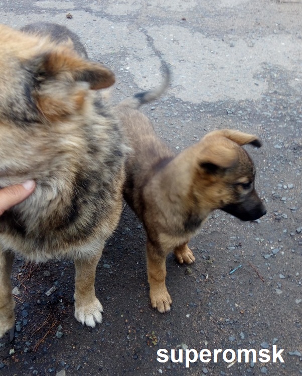 Щенок