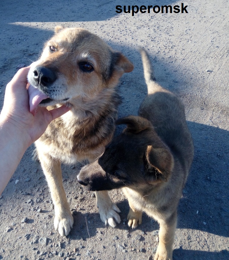Собака