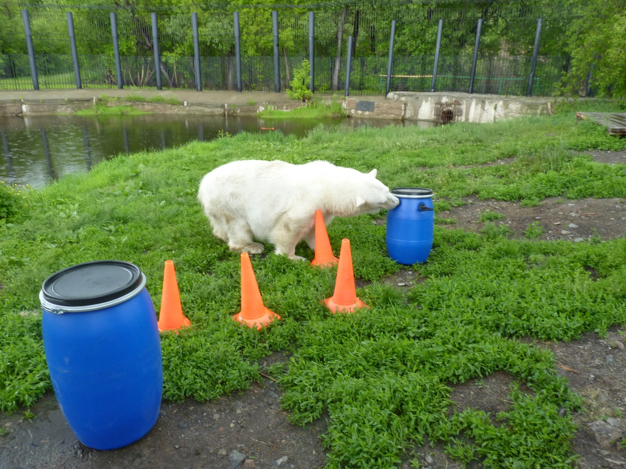 Белая медведица