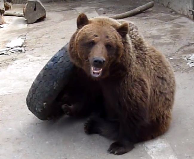 Медведь