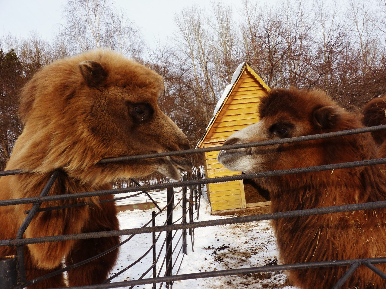 Омский зоопарк фото