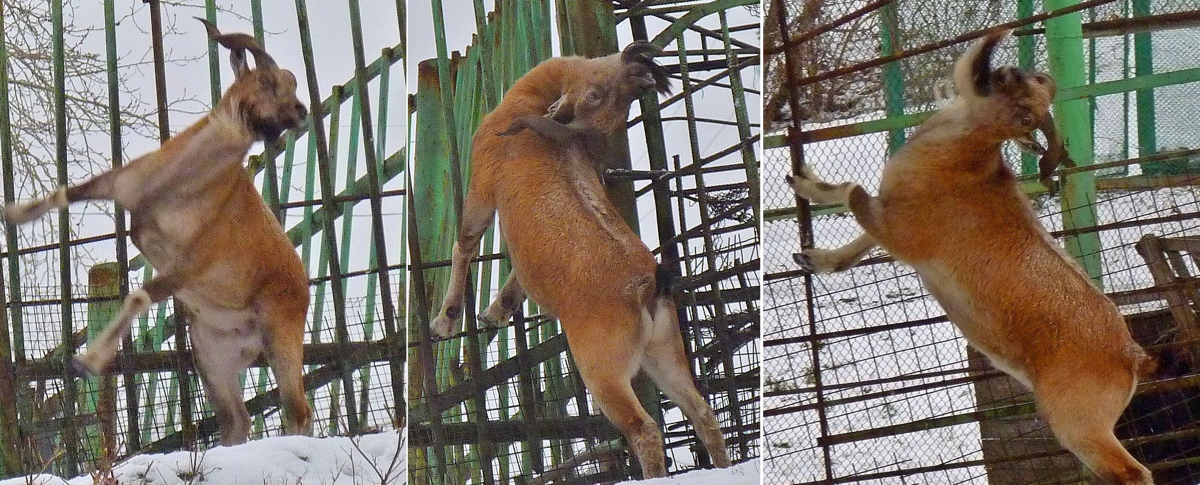 Козел