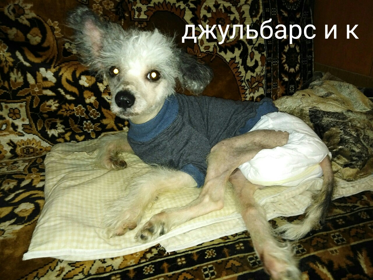 Собака
