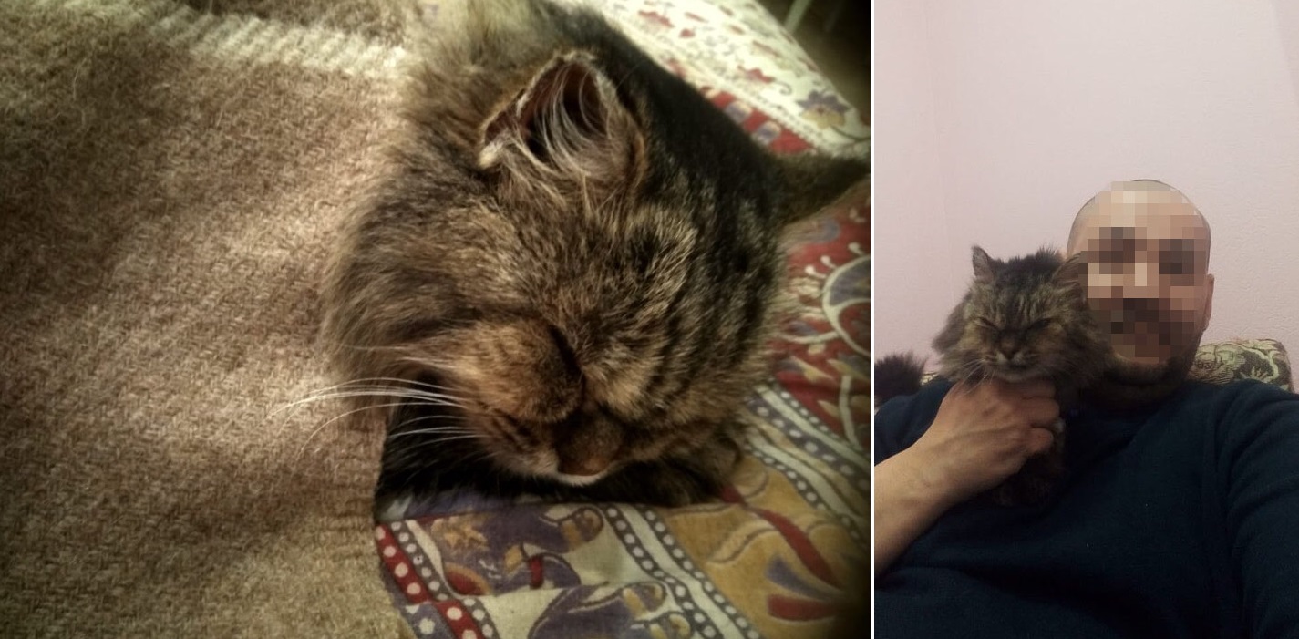 Котик